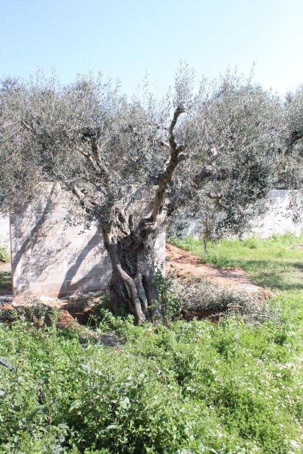 Piccolo Ulivo B&B Salento Верноле Екстериор снимка